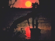 Everglades at Sunset